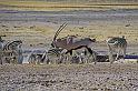214 Etosha NP, oryx en zebra